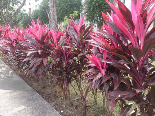 Dracena cordiline (Cordyline fruticosa) - 60cm