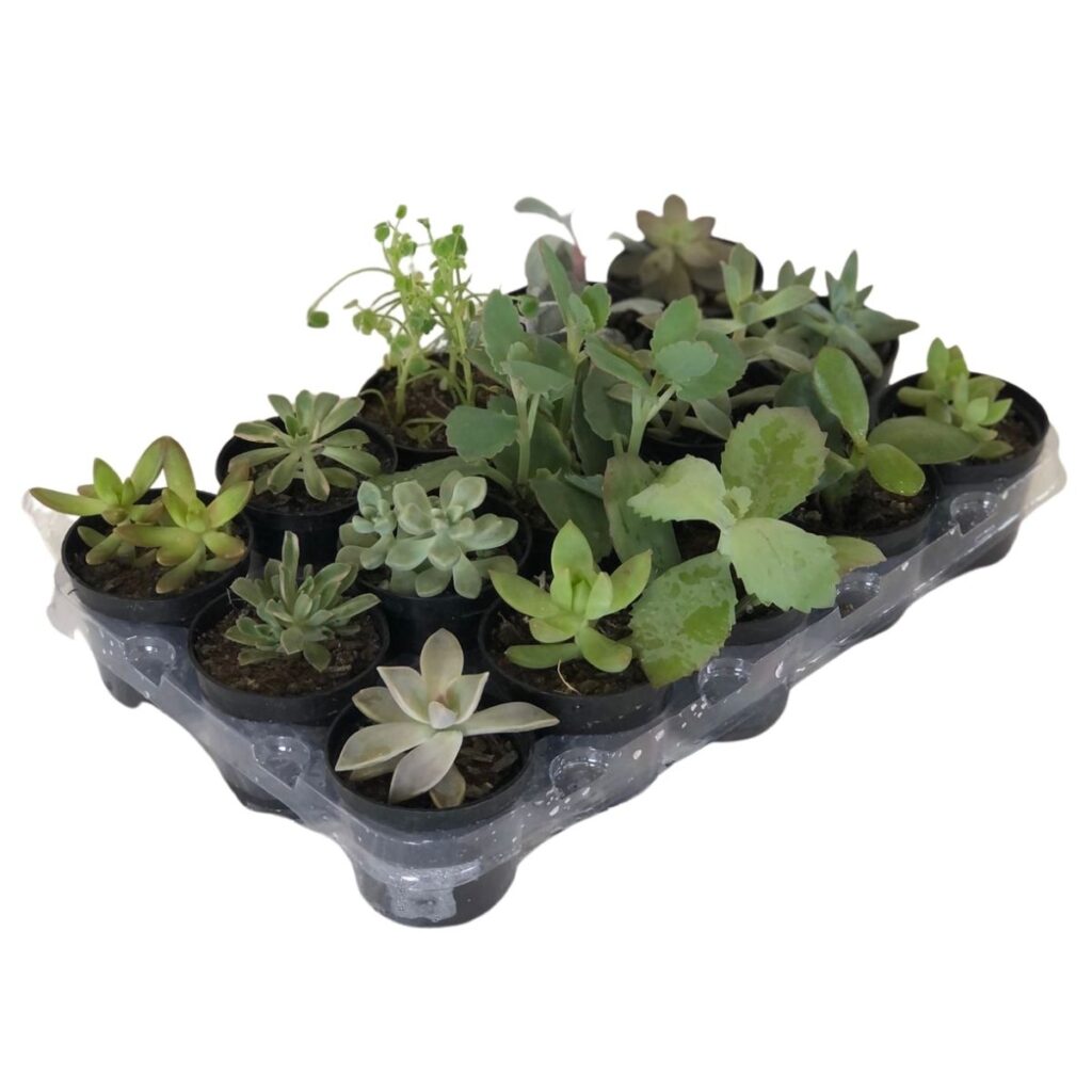 Mini Suculentas Sortida Pote 6