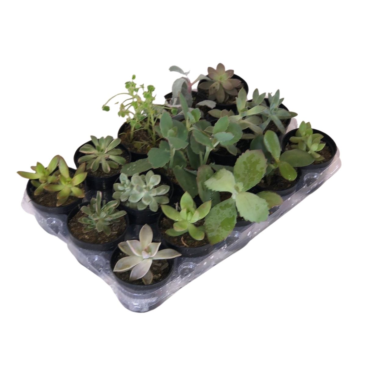 Mini Suculentas Sortida Pote 6