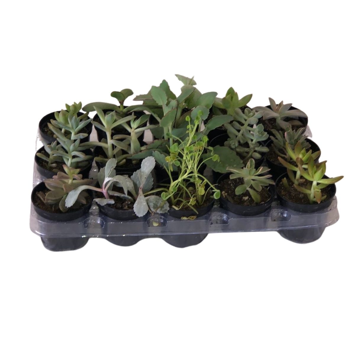 Mini Suculentas Sortida Pote 6