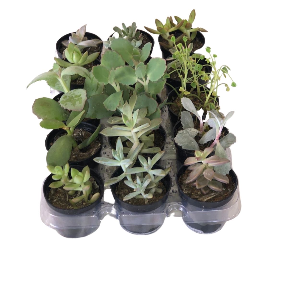 Mini Suculentas Sortida Pote 6