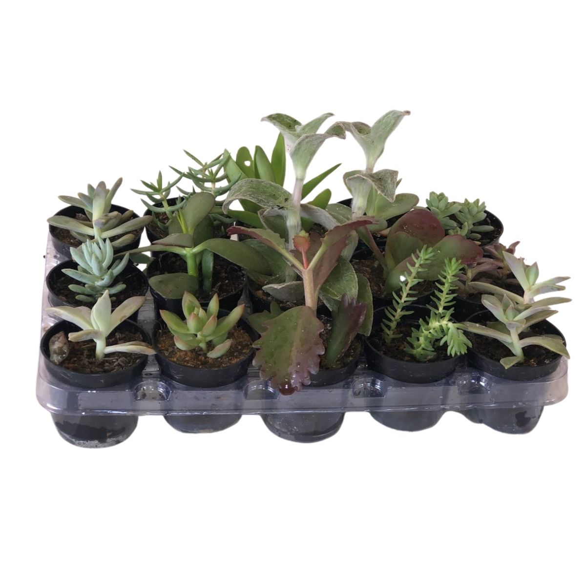 Mini Suculentas Sortida Pote 6