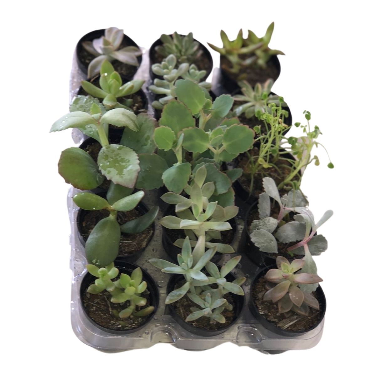 Mini Suculentas Sortida Pote 6