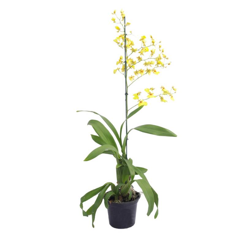 Orquídea Oncidium Aloha (Chuva De Ouro) Espetacular Pote 14