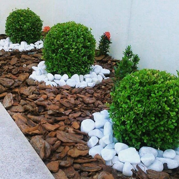 Buxinho Bola (Buxus sempervirens) PT 24 Diâmetro 28cm