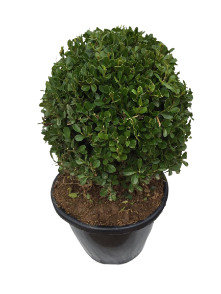 Buxinho Bola (Buxus sempervirens) PT 24 Diâmetro 28cm