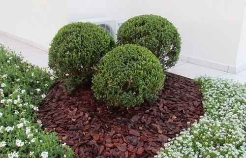 Buxinho Bola (Buxus sempervirens) PT 24 Diâmetro 28cm