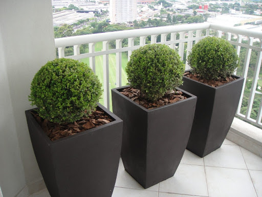 Buxinho Bola (Buxus sempervirens) PT 24 Diâmetro 28cm