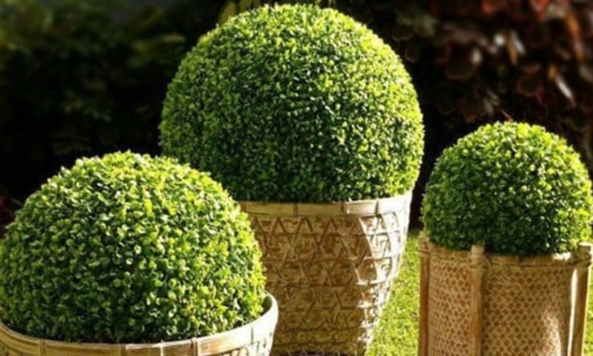 Buxinho Bola (Buxus sempervirens) PT 24 Diâmetro 28cm