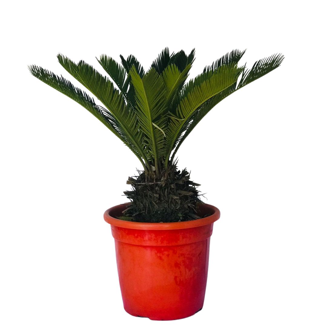 Palmeira Cica - Sagu-de-jardim - Cycas revoluta - 2m