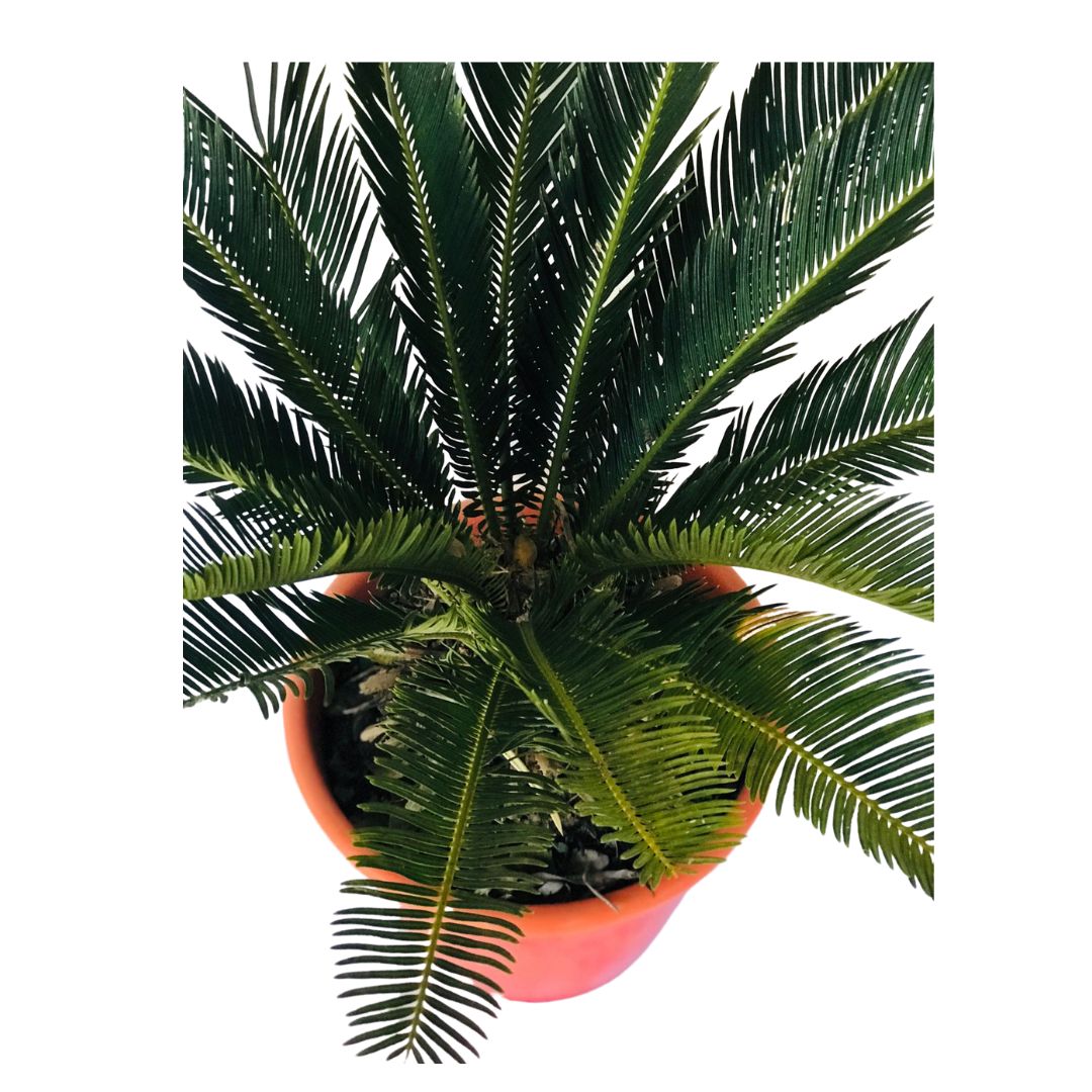 Palmeira Cica - Sagu-de-jardim - Cycas revoluta - 2m
