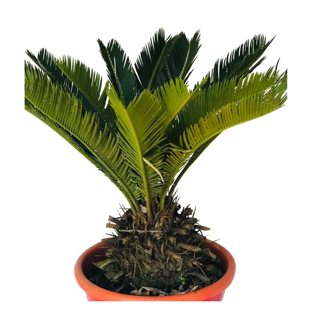 Palmeira Cica - Sagu-de-jardim - Cycas revoluta - 2m