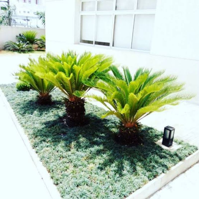 Palmeira Cica - Sagu-de-jardim - Cycas revoluta - 2m