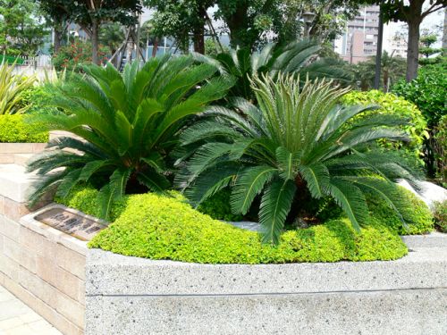 Palmeira Cica - Sagu-de-jardim - Cycas revoluta - 2m