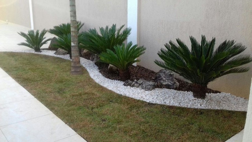 Palmeira Cica - Sagu-de-jardim - Cycas revoluta - 2m