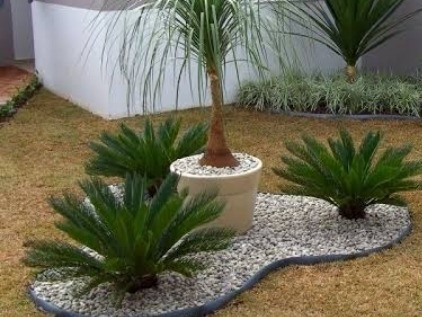 Palmeira Cica - Sagu-de-jardim - Cycas revoluta - 2m