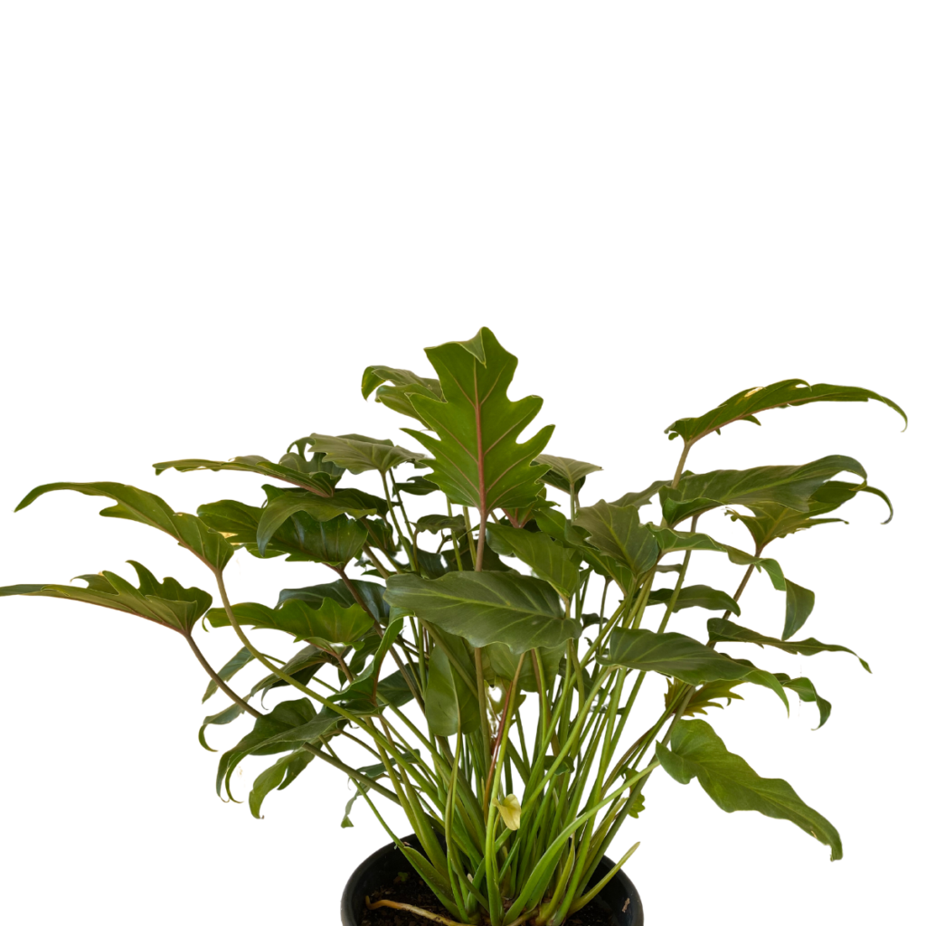 Xanadu- Philodendron bipinnatifidum - 50cm