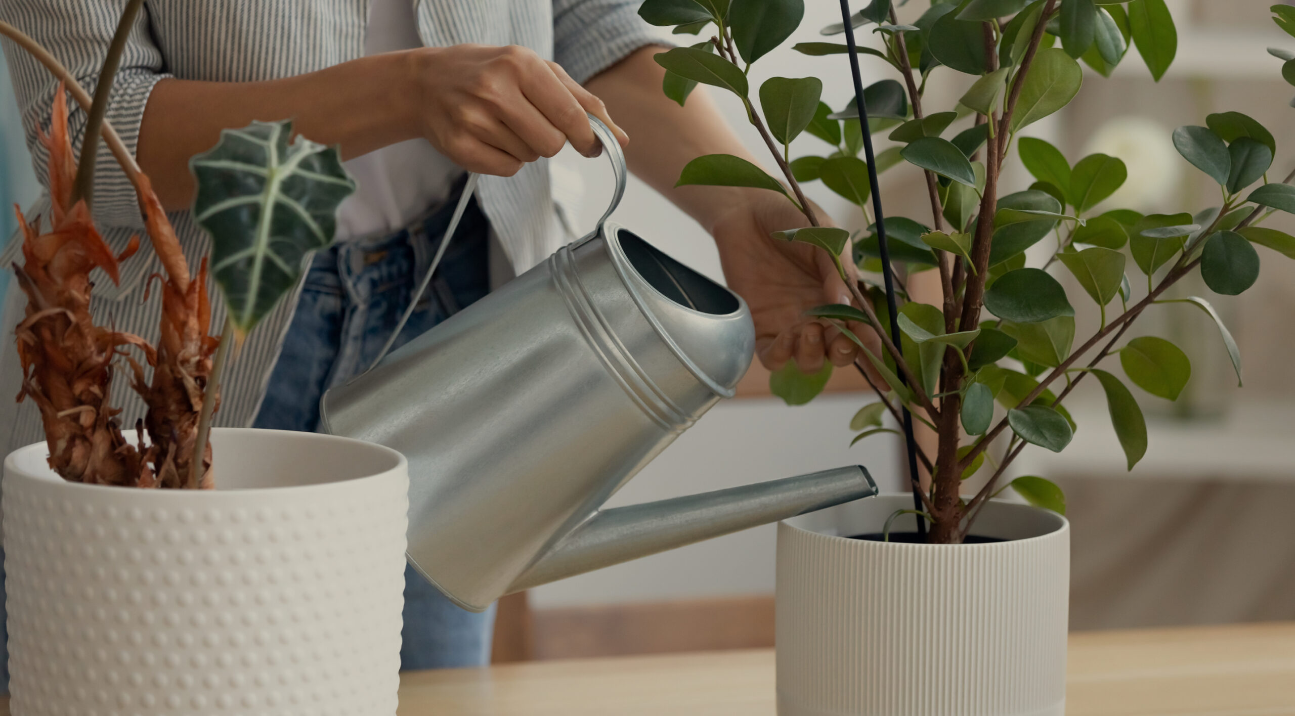 Como adubar suas plantas