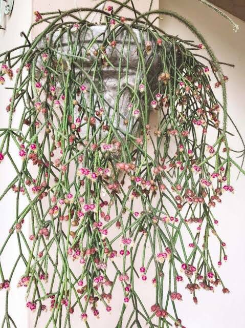 Suculenta Cacto Rhipsalis Pilocarpa Pendente