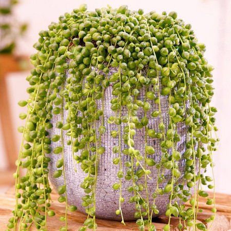 Suculenta Colar-de-pérola – Rosário – Senecio Rowleyanus