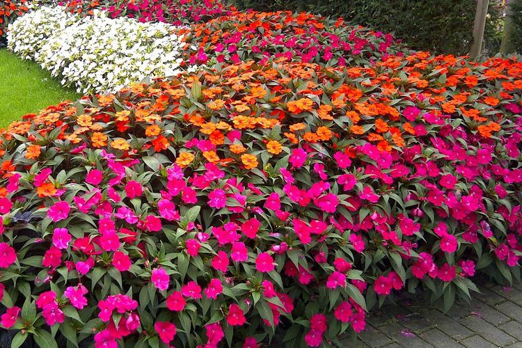 Sunpatiens, flor resistente ao calor para bordaduras e forrações