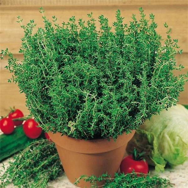 Tomilho Thymus Vulgaris, aromático versátil para tempero e chá