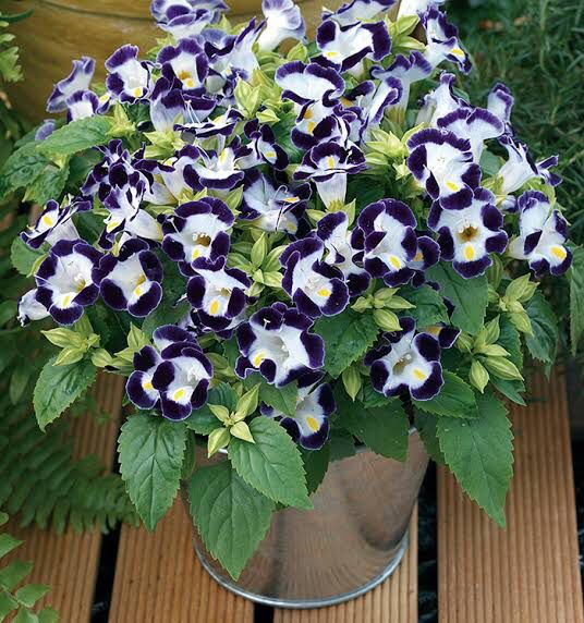 Torênia Amor Perfeito de Verão, flores tubulares para vasos