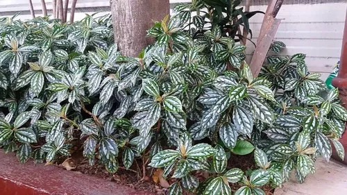 Pilea Cadierei, folhagem prateada para jardim vertical e sombra