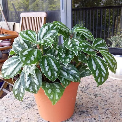 Vaso de Pilea Alumínio