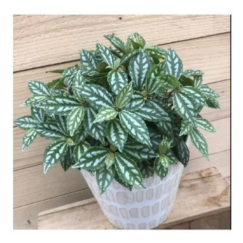 Pilea Alumínio em vaso
