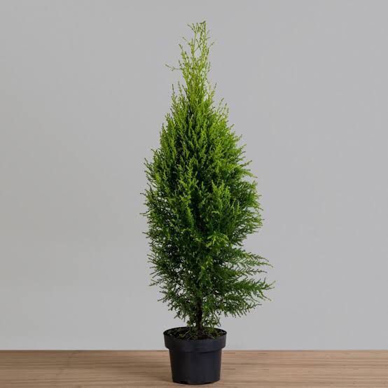 Tuia Holandesa, folhas verde-claras com aroma cítrico para jardins e varandas