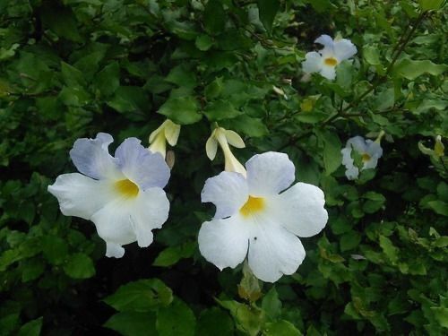 Tumbérgia Erecta Arbustiva, muito florífero para cerca viva