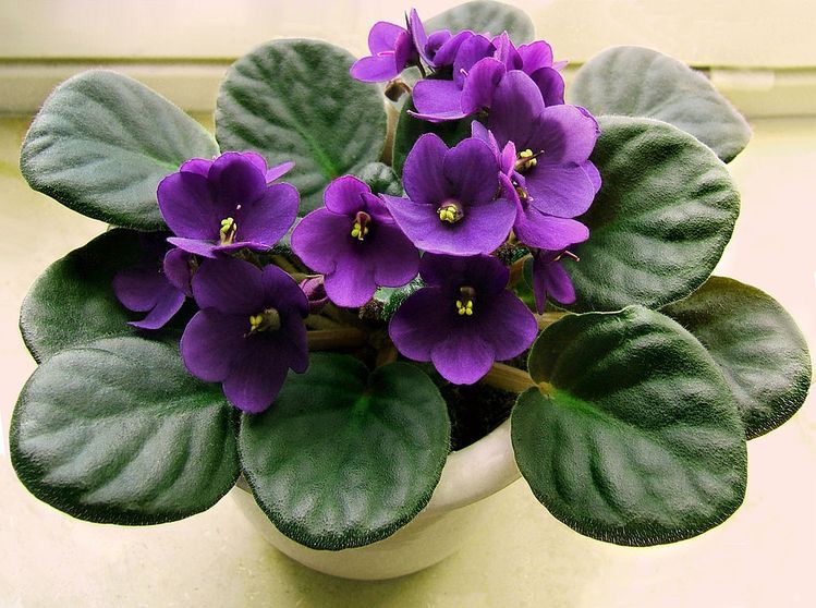 Violeta, flores coloridas para decoração em meia sombra