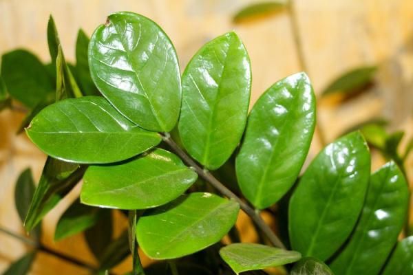 Zamioculcas, planta resistente para ambientes com sombra