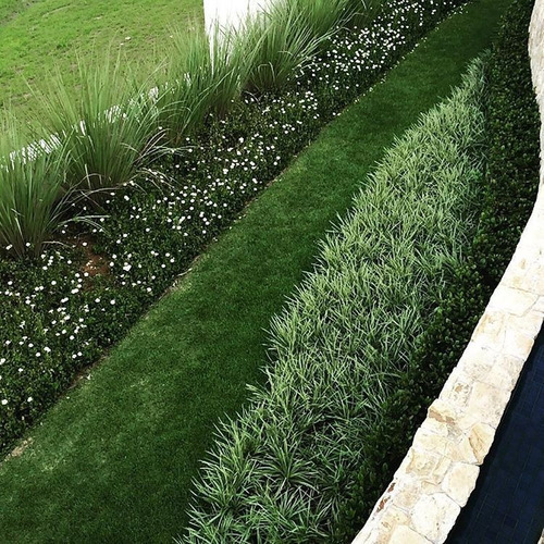 Barba De Serpente Liriope mudas Raiz Nua Espécie:Variegata - Imagem 3