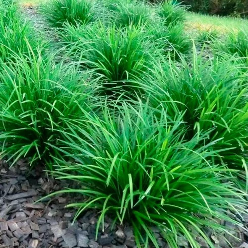 Barba De Serpente Liriope mudas Raiz Nua Espécie:Variegata - Imagem 2