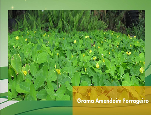 45.000 Mudas de Grama Amendoim Raiz Nua — foto 6