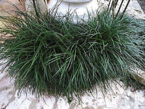 Grama Preta Comum - 30 Caixas - A retirar — foto 2
