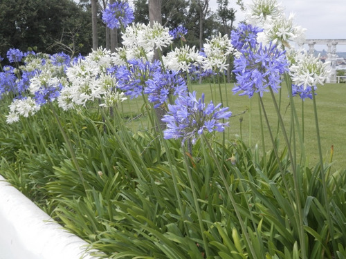 Flor do Nilo Azul - Agapanto Mudas Raiz Nua - Imagem 5