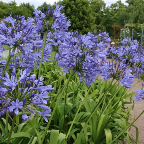 50 Mudas Flor do Nilo Azul / Branca - Agapanto Raiz Nua - Imagem 5