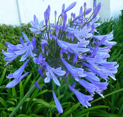 10 Mudas Flor do Nilo Azul / Branca - Agapanto Raiz Nua - Imagem 3