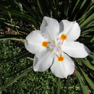 Moréia Branca / Amarela Dietes Iridioides Mudas Raiz Nua