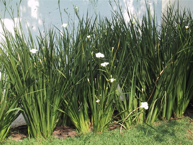 Moreias Branca Dietes Iridioides PT 24