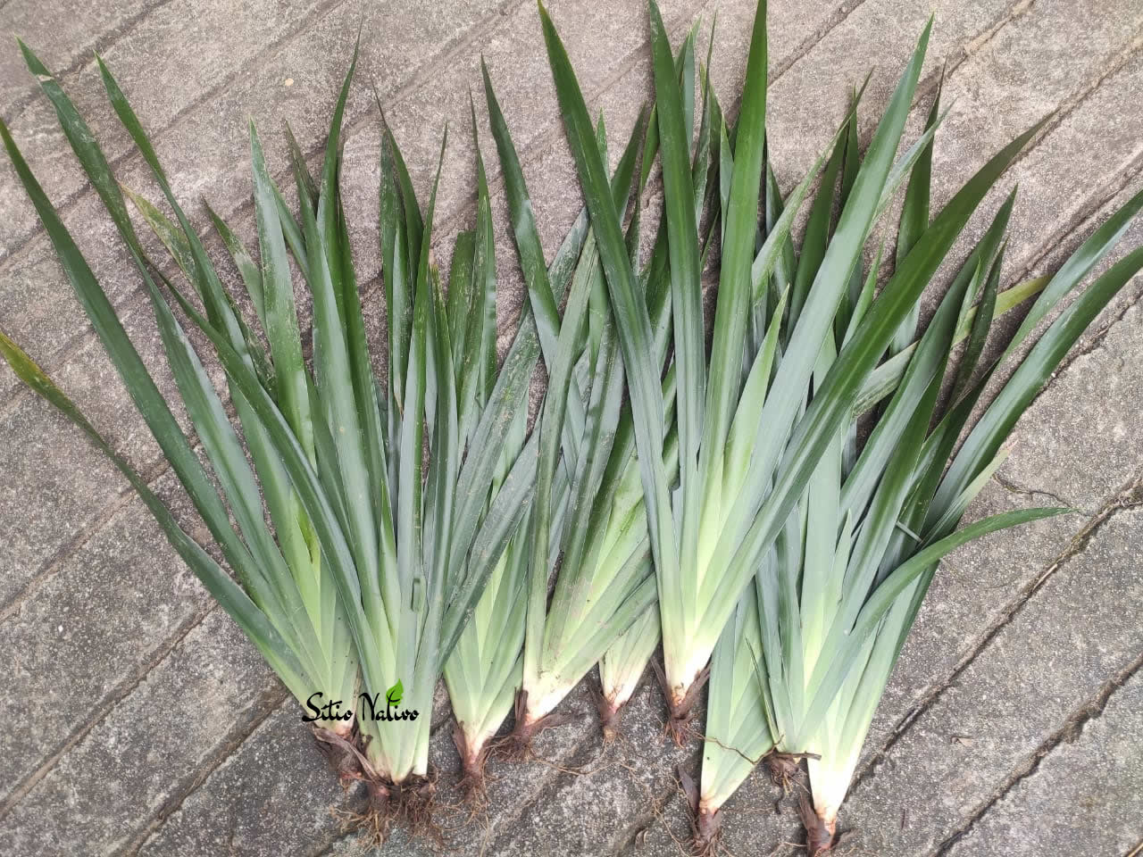 Íris da Praia - Neomarica Candida - Mudas Raiz Nua - Imagem 2