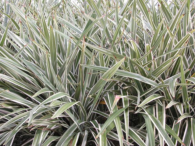Dionela Variegata Dianella tasmanica PT 24
