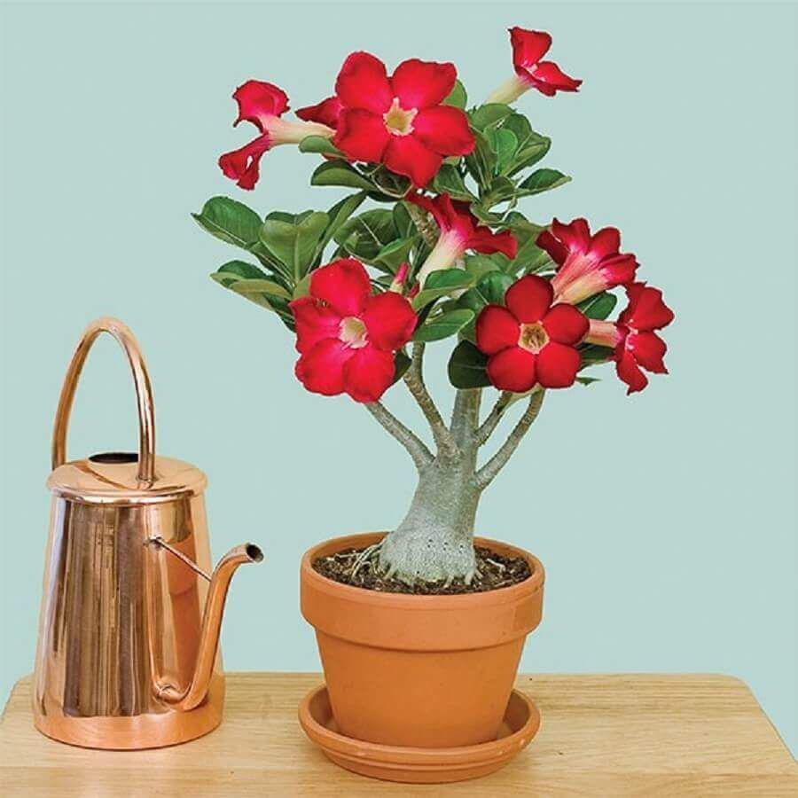 Muda Adulta Rosa do Deserto (Adenium Obesum) Pote 15 - Imagem 4