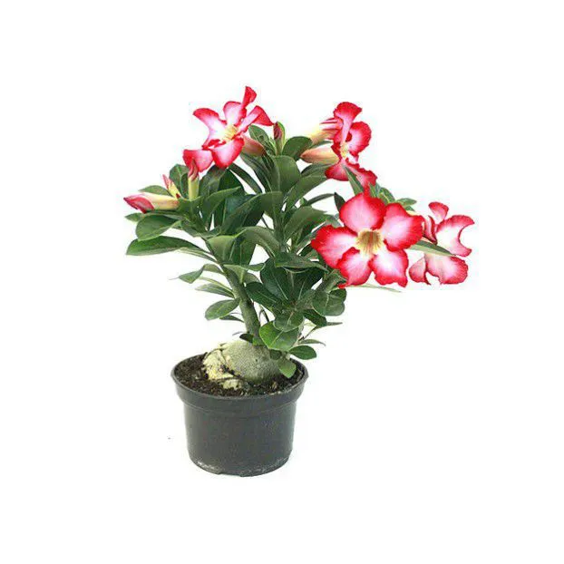 Muda Adulta Rosa do Deserto (Adenium Obesum) Pote 15
