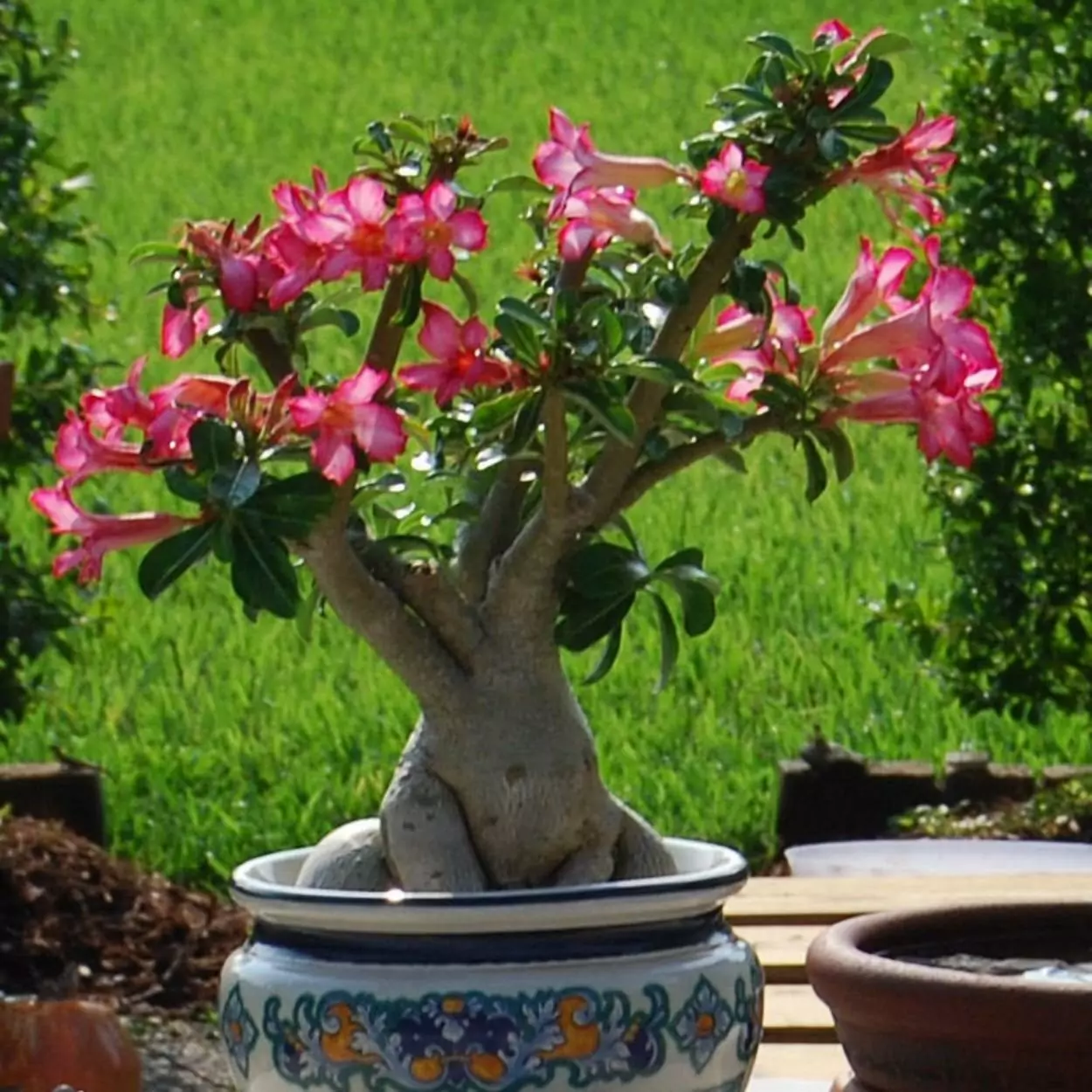 Muda Adulta Rosa do Deserto (Adenium Obesum) Pote 15 - Imagem 5