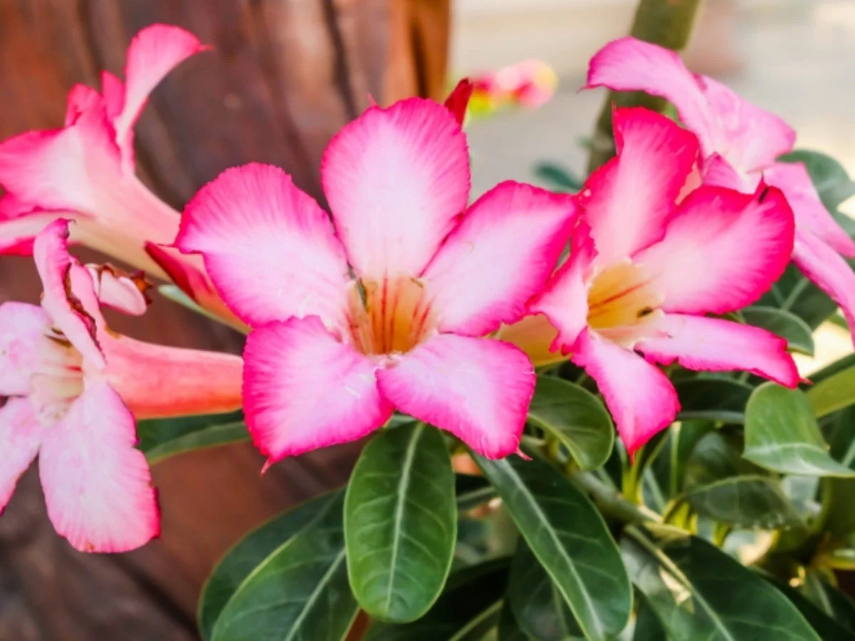 Muda Adulta Rosa do Deserto (Adenium Obesum) Pote 15 - Imagem 6