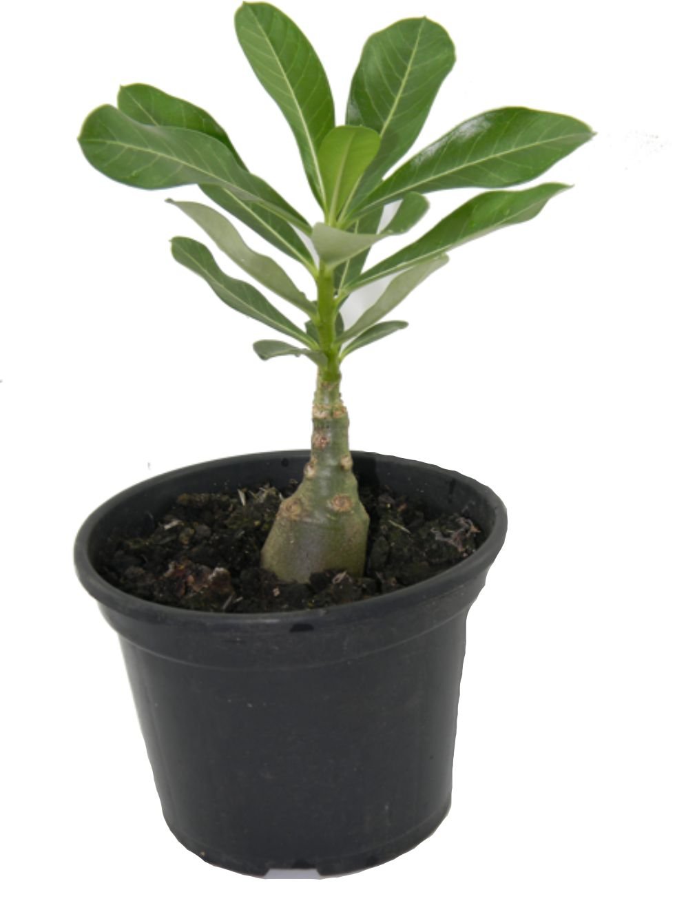 Muda Adulta Rosa do Deserto (Adenium Obesum) Pote 15 - Imagem 3